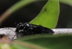 Sphecinae