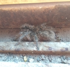 Grammostola vachoni