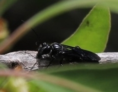 Sphecinae