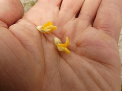 Aspalathus aspalathoides