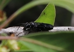 Sphecinae