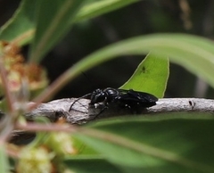 Sphecinae