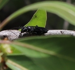 Sphecinae