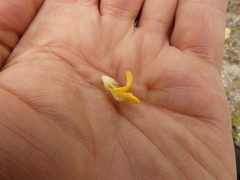 Aspalathus aspalathoides