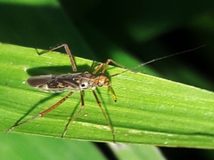 Cimicomorpha