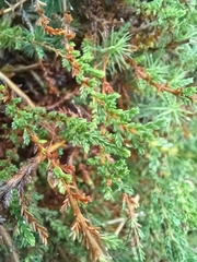 Calluna vulgaris