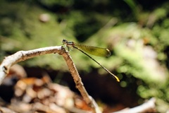 Allocnemis leucosticta