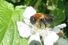 Andrena thoracica