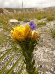 Aspalathus aspalathoides