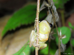 Pristimantis relictus
