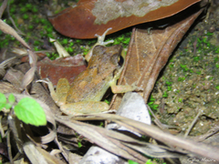Pristimantis relictus
