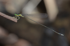 Amphicnemis gracilis