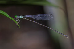 Amphicnemis gracilis