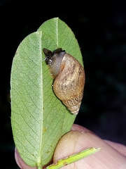 Bulimulus