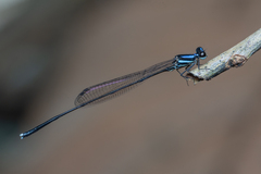 Prodasineura collaris