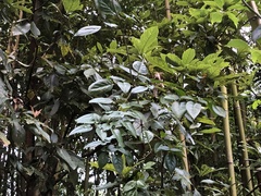 Jasminum sinense