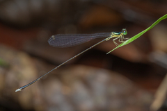 Amphicnemis gracilis