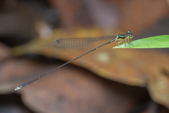 Amphicnemis gracilis