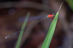 Amphicnemis gracilis