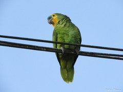 Amazona aestiva aestiva