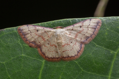 Idaea craspedota