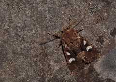 Mniotype albostigmata