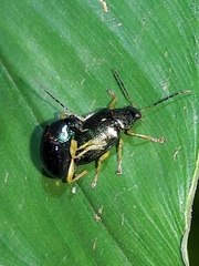 Colaspis