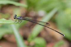 Prodasineura collaris