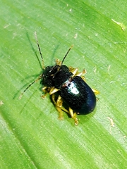 Colaspis