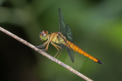 Orchithemis pulcherrima