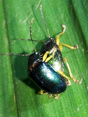 Colaspis
