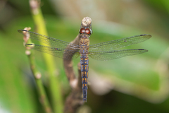 Orchithemis pulcherrima