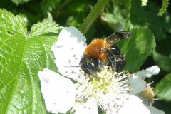 Andrena thoracica