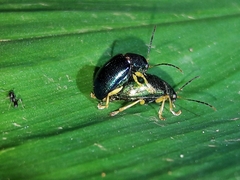 Colaspis