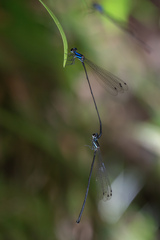 Prodasineura collaris