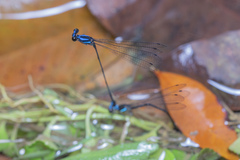 Prodasineura collaris