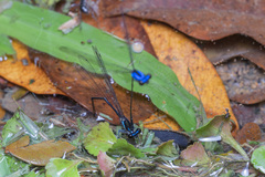 Prodasineura collaris