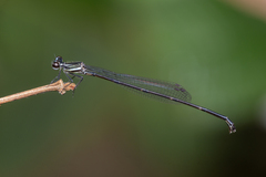 Prodasineura collaris