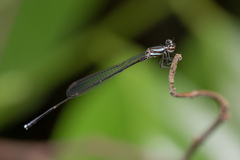 Prodasineura collaris