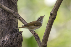 Phylloscopus tenellipes
