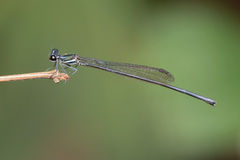 Prodasineura collaris