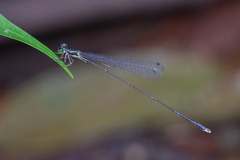 Amphicnemis gracilis