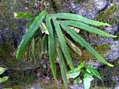 Pleopeltis pleopeltifolia