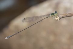 Amphicnemis gracilis