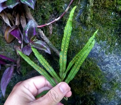 Pleopeltis pleopeltifolia