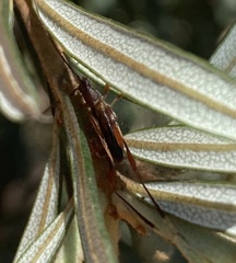 Mecynopus cothurnatus