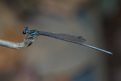 Prodasineura collaris