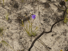 Aristea oligocephala