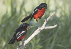 Laniarius atrococcineus