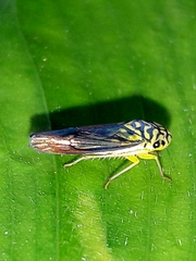 Dilobopterus costalimai